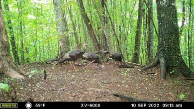 Welcome to an extraordinary 100+ acre mountain homestead nestled - photo 50