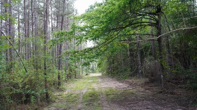 This is the ideal tract for the savvy investor/recreational - photo 15
