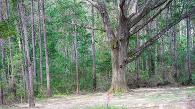 This is the ideal tract for the savvy investor/recreational - photo 21