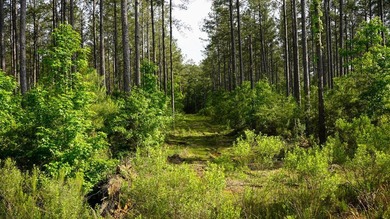 This is the ideal tract for the savvy investor/recreational - photo 37