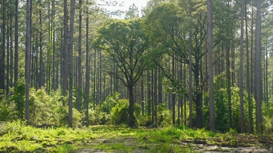 This is the ideal tract for the savvy investor/recreational - photo 38