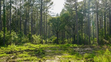 This is the ideal tract for the savvy investor/recreational - photo 39