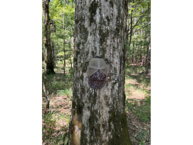 Located in Hickory, Mississippi, this premier 194+/- acre - photo 13