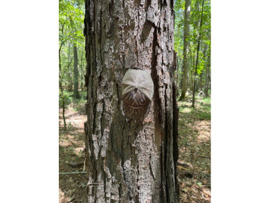 Located in Hickory, Mississippi, this premier 194+/- acre - photo 15