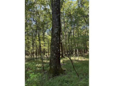 Located in Hickory, Mississippi, this premier 194+/- acre - photo 19