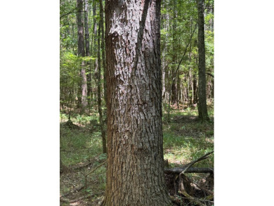Located in Hickory, Mississippi, this premier 194+/- acre - photo 20