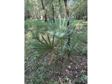 Located in Hickory, Mississippi, this premier 194+/- acre - photo 23