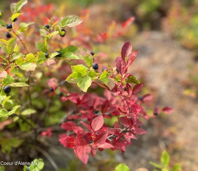 Perched on the slopes of Schweitzer Mountain, this - photo 39