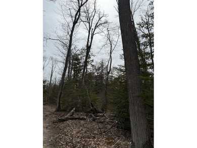 Tucked near the end of a quiet cul-de-sac, this 3/4 acre wooded - photo 7