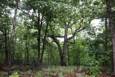 20.55 acres lying along a well-maintained county road with few - photo 15