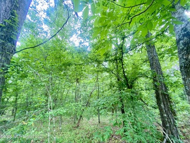 Secluded 43+ acre tract located off Hwy 27 just east of Utica - photo 4