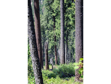 Bordering BLM land that fronts onto National Forest with direct - photo 26