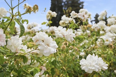 Fall in love w/timeless Spanish-style charm in desirable - photo 47