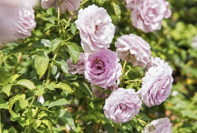 Fall in love w/timeless Spanish-style charm in desirable - photo 48