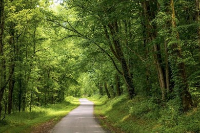 Discover 21.5 acres of untouched Tennessee countryside on Spring - photo 17