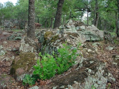 Perfect location with a nice wooded lot to build your dream home - photo 4