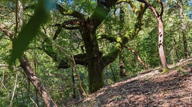 Tucked away in the peaceful redwoods of Boulder Creek, 360 - photo 22