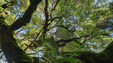 Tucked away in the peaceful redwoods of Boulder Creek, 360 - photo 27