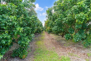 15-Acre Mature Longan Grove In The Heart of Homestead's - photo 10