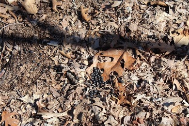Hard-to-find 5-acre wooded tract with F Highway frontage in the - photo 24