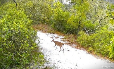 Explore the Untamed Beauty and Opportunity of Florida's Nature - photo 2