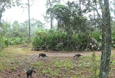 Explore the Untamed Beauty and Opportunity of Florida's Nature - photo 4