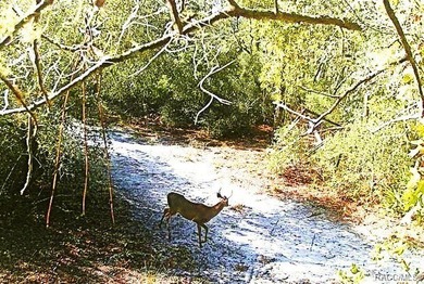 Explore the Untamed Beauty and Opportunity of Florida's Nature - photo 7