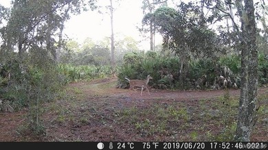 Explore the Untamed Beauty and Opportunity of Florida's Nature - photo 9