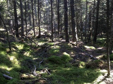 Large bold oceanfront parcel on the west facing shore of - photo 12