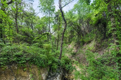 52 Secluded Wooded Acres in Cedar Hill - Bordering Dogwood - photo 13