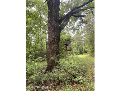 **Secluded Hardwood Haven in Amite County, Mississippi!** Escape - photo 1