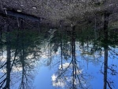 Excellent Wooded 6.9 acres with Hwy 125 Road Frontage in Peel - photo 4