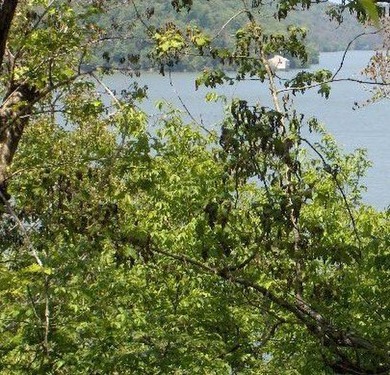 Two lots that overlook Piney Creek are now available, located - photo 2