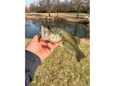 22 acres of pure Texas, and it's hiding in plain sight. Tucked - photo 8