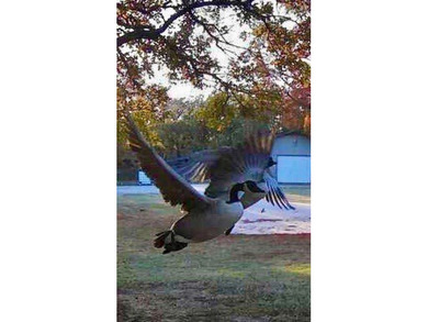 22 acres of pure Texas, and it's hiding in plain sight. Tucked - photo 9