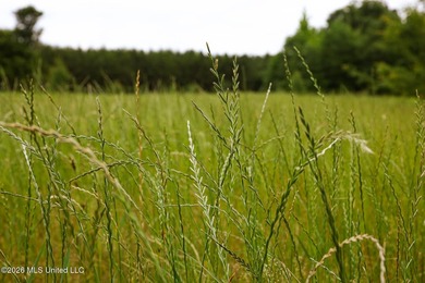 Land for sale in Amite County, MS. This beautiful 161-acre tract - photo 4