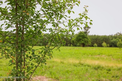 Land for sale in Amite County, MS. This beautiful 161-acre tract - photo 5
