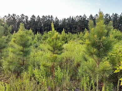 A large, gorgeous, and contiguous tract in the Avera community - photo 33