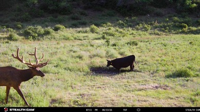 East Fork Cherry Creek Ranch is a rare 1,020+/- acre - photo 31