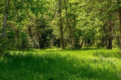 Create your dream home on this enchanted woodland 5.03 acre - photo 21