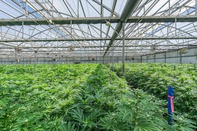 Riverview Farms is a 22.3-acre, two-parcel cannabis cultivation - photo 8