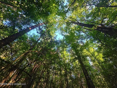 Tucked away off Hamilton Road in Prentiss, this beautiful 14 - photo 3