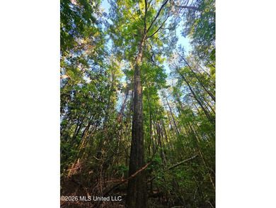 Tucked away off Hamilton Road in Prentiss, this beautiful 14 - photo 4