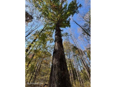 100 Acres of Hardwood & Pine Timber - Recreational Tract Near - photo 7