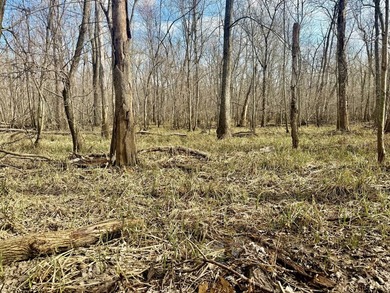 31.94 acres of recreational timber located along the Little - photo 11