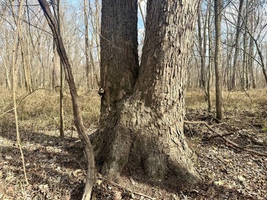 31.94 acres of recreational timber located along the Little - photo 14
