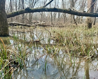 31.94 acres of recreational timber located along the Little - photo 23