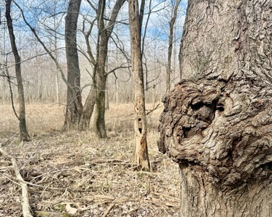 31.94 acres of recreational timber located along the Little - photo 29