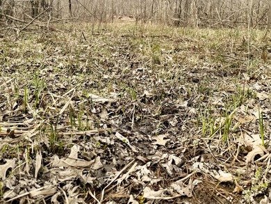 31.94 acres of recreational timber located along the Little - photo 31