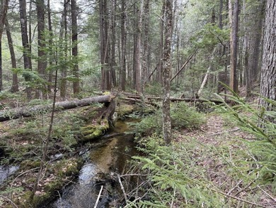 Large undeveloped lot with approximately 1700' on Acadia Highway - photo 11